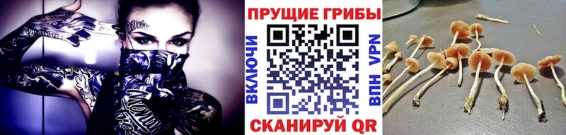 KRAKEN маркетплейс Домодедово Псилоцибиновые грибы Magic Shrooms